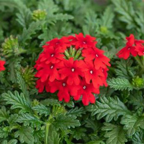 verbena-vectura-scarlet021F0FE8-5EAD-1D85-AFD6-BACA1B420692.jpg