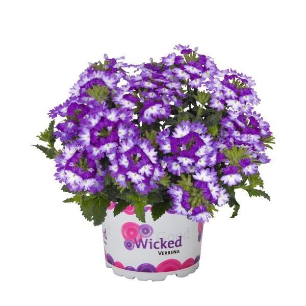 verbena-wicked-great-grapeE2D6DC87-4F70-CC5B-3DAD-E0B34A45FD33.jpg