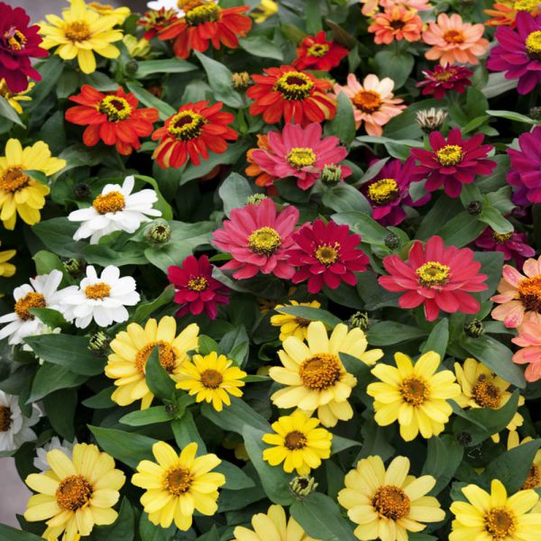 zinnia-ang-profusion-mix-3830076763915C390F3B7-59FC-C111-50A8-C6EA38EFDC4A.jpg