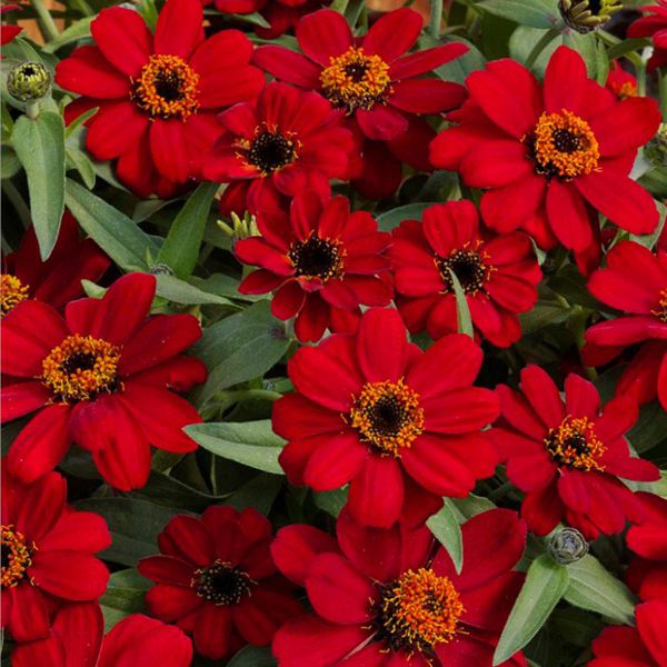 zinnia-ang-profusion-redFFB90B1C-0BFD-730D-649E-CEB1BB0DB922.jpg