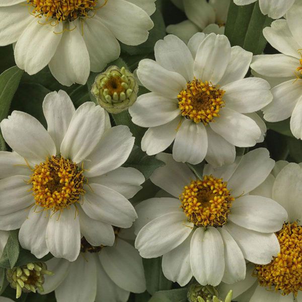 zinnia-ang-profusion-white7E9D4125-B005-BBB6-C249-9CBAD6078E4A.jpg