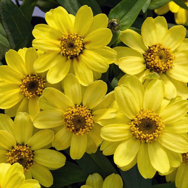 zinnia-ang-profusion-yellowF3A50F4D-FD6D-7D60-FAE5-376ABE338A04.jpg