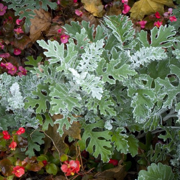 cineraria-maritima-silver-dust-3830076760938DE2B2DA9-0DE1-CEDF-3666-56B03C460E9E.jpg