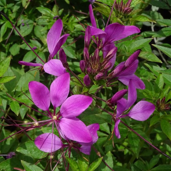 cleome-clio-magenta-383007676094536E87D52-F9E1-DA7C-C0DA-03064727520F.jpg