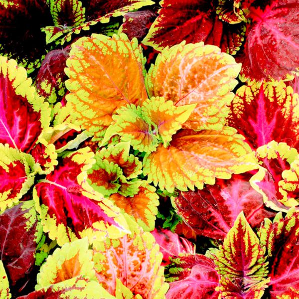 coleus-kong-mix589925A0-6541-1292-3F0E-D8836BA8E90C.jpg