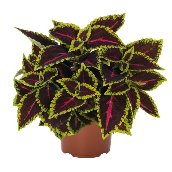 coleus-main-street-alligator-alleyB0DAA22B-F4AA-E073-269F-1E1BC534C8D4.jpg