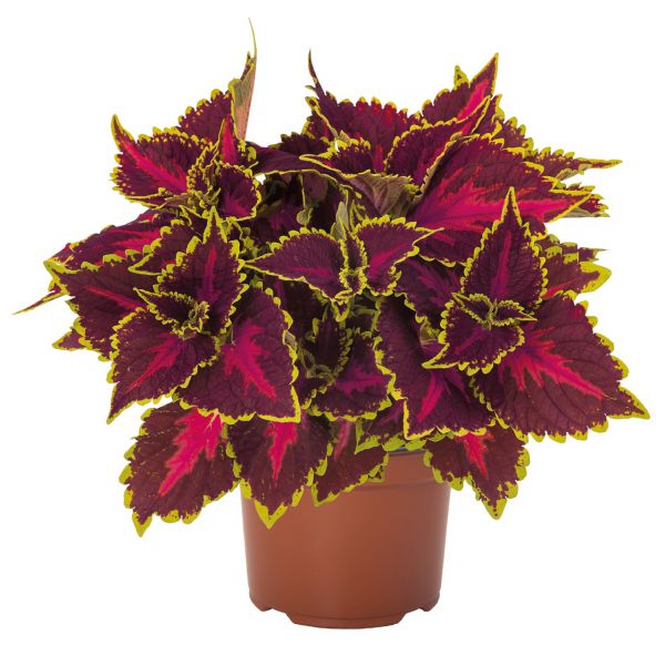 coleus-main-street-hollywood-boulevard8C05D25A-FD57-3893-7E30-7838C33BAABD.jpg