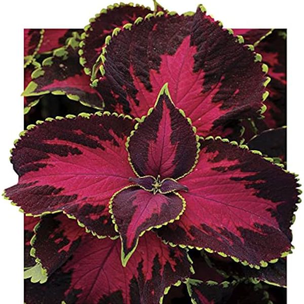 coleus-x-hybrida-premium-sun-chocolate-coveredA3D19B1E-98CA-531C-41EF-8F51C98FC904.jpg