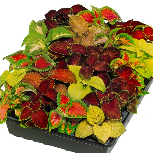 coleus-x-hybrida-wizard-mixFA205385-020A-74EA-675B-84F9487D8F65.jpg