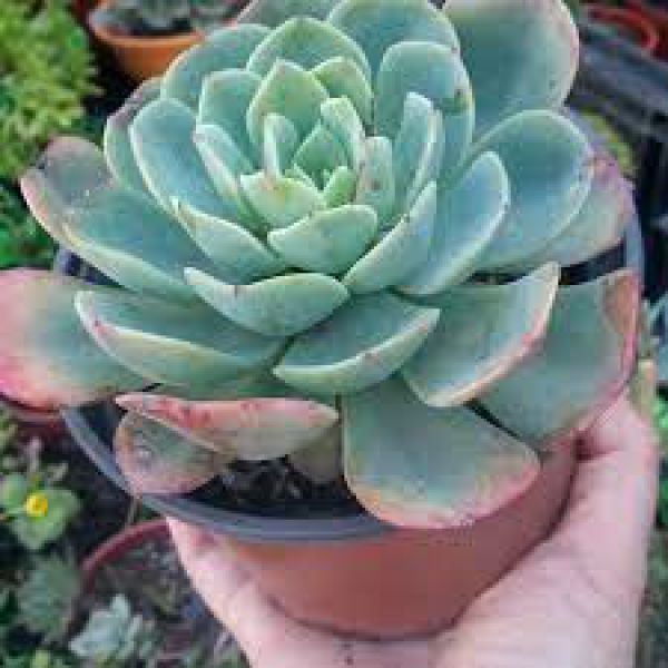 crassula-schmidttiF59FA9A8-3B2C-93B5-B5FA-B08FAD158AE5.jpg