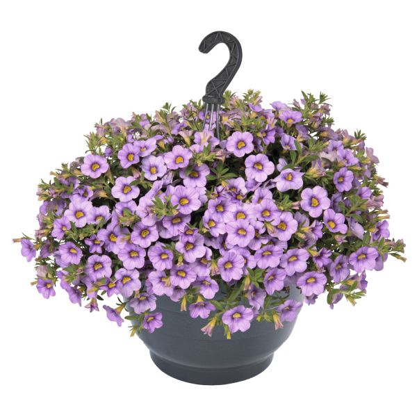 calibrachoa-aloha-classic-blue-sky299E6C13-14F2-415B-CDB6-96BD745E9A70.jpg