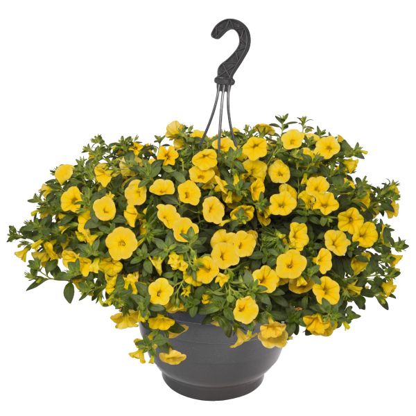 calibrachoa-aloha-classic-goldrush2F39EB0E-65E8-58F1-2772-4144E80973F1.jpg