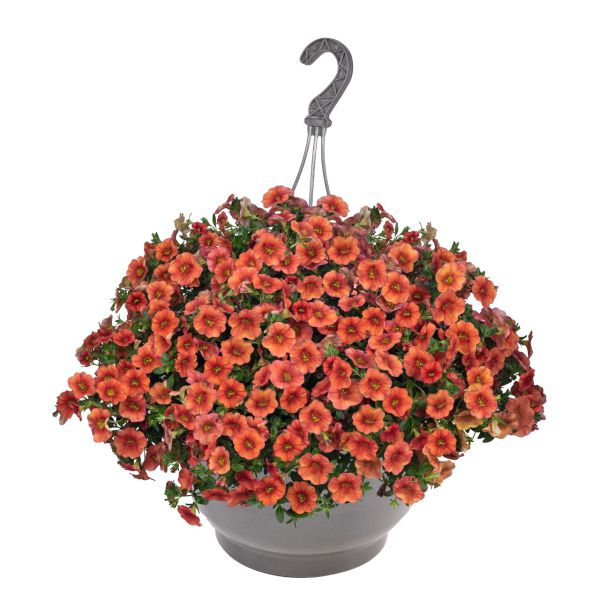 calibrachoa-aloha-classic-hot-orange9846883A-BBB6-0C59-0DA8-E9CBA2C8FBFB.jpg