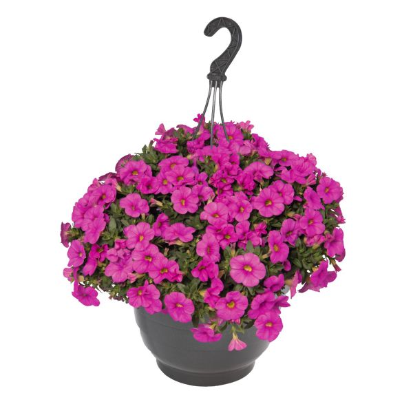 calibrachoa-aloha-classic-hot-pink29AF4571-D0E5-0398-90D3-A55744EA3D70.jpg