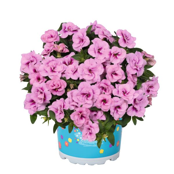 calibrachoa-aloha-double-pink-blushDB64EA80-6BED-13F5-59D6-49762E05CB83.jpg