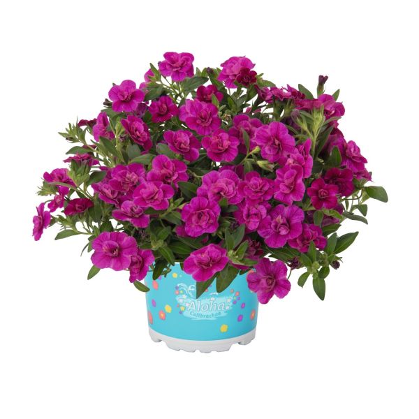 calibrachoa-aloha-double-purple87325419-2F8F-8EBF-8058-D55F0CF738EC.jpg