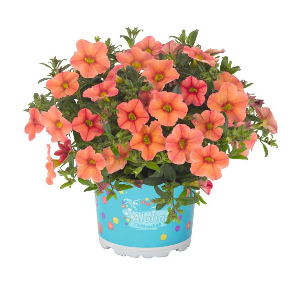 calibrachoa-aloha-kona-mandarin5418BFAD-4347-A8CA-A330-957429D707BE.jpg