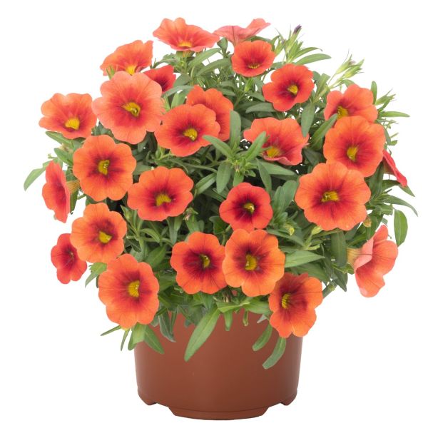 calibrachoa-aloha-kona-orange64C7E132-E11E-5E9C-9DC3-4F857883CB9E.jpg