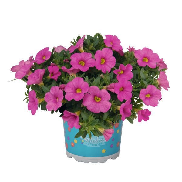 calibrachoa-aloha-kona-pinkEC6D044C-1FFD-AB56-300F-C4CA3F86CABE.jpg