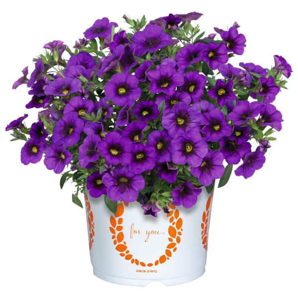 calibrachoa-aloha-kona-purpleE1CB065D-6376-E7D8-BDF9-BA5F74266E77.jpg