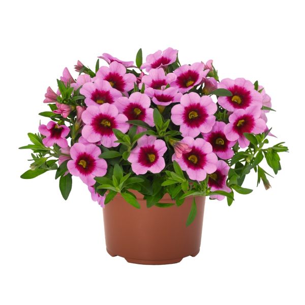calibrachoa-aloha-kona-tiki-pink806C70F8-98C5-E442-F167-93026C27CA70.jpg