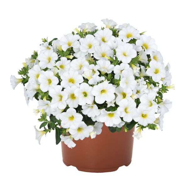 calibrachoa-aloha-kona-white251AB0A7-31A4-A33D-72DB-F08A0CDBC603.jpg