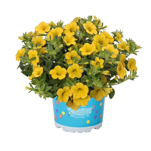 calibrachoa-aloha-kona-yellowD839AF01-F255-4989-8D42-4006B3283F56.jpg