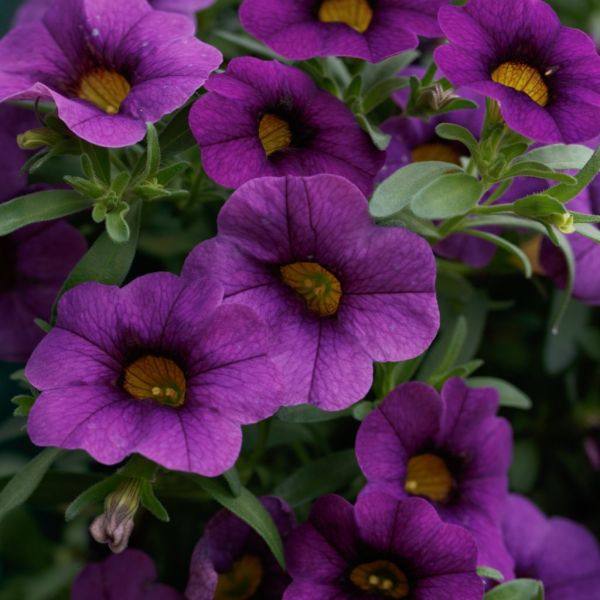 calibrachoa-calipetite-blue90948FD2-166D-E4F7-531F-B30E53D85F96.jpg