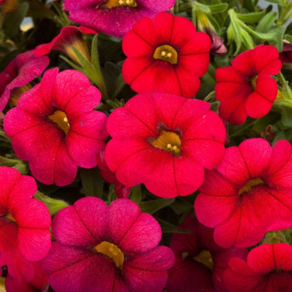 calibrachoa-calipetite-redEF542954-269D-CF68-CAA8-5E0E9718CD0E.jpg