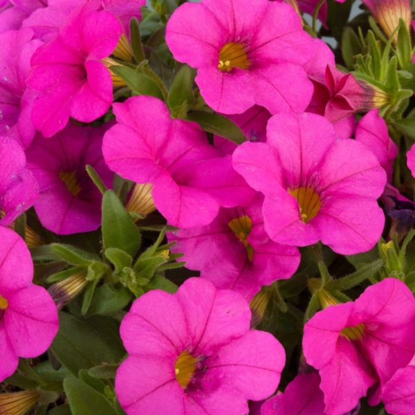 calibrachoa-calipetite-rose-pink139E7721-9ED7-5E19-C1A3-E7315B70A6FE.jpg