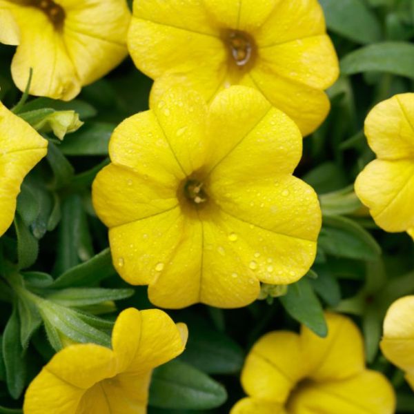 calibrachoa-calipetite-yellowD7FDC068-1E25-430E-C5EB-86716E7C771A.jpg