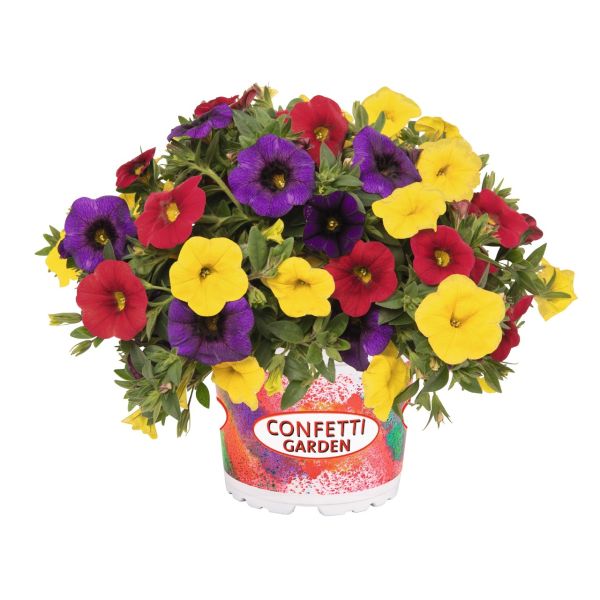 calibrachoa-confetti-garden-hawaiian-hilo-20200D6D1CEA-2A55-716A-67DA-88DAA59452DC.jpg