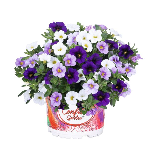 calibrachoa-confetti-garden-hawaiian-sailaway-20221BEEAFF0-4C26-DAD7-2B85-E9C4AD9AE09D.jpg