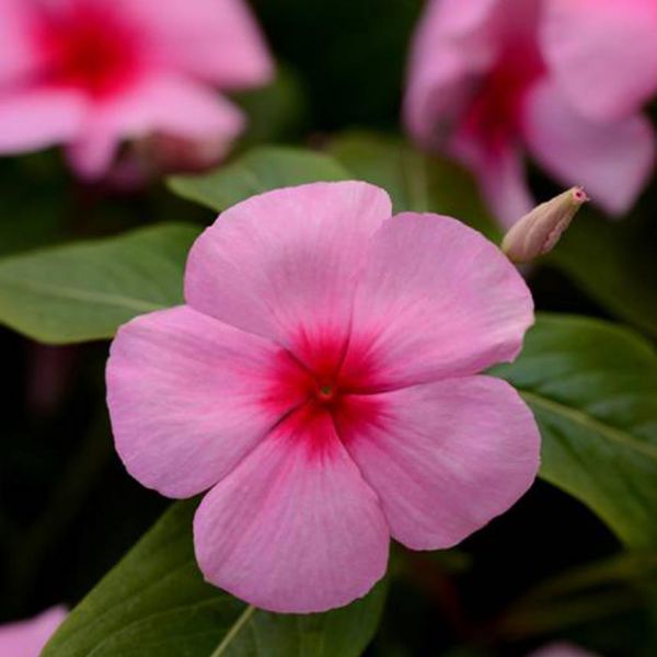 catharanthus-ros-titan-f1-blushFE5DB226-5304-ECA3-F259-DDAE036AFA66.jpg