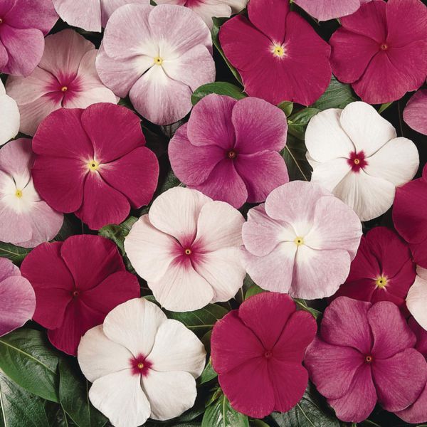 catharanthus-ros-titan-f1-mixC5831E5C-13DB-90EB-ECF4-5B98903D1565.jpg