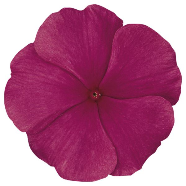 catharanthus-ros-titan-f1-punch1813ABBA-7591-24ED-36B9-04EBA980A2A5.jpg