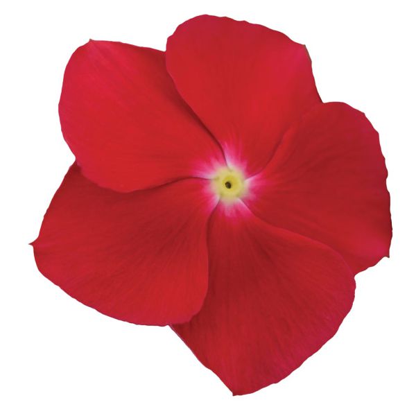 catharanthus-roseus-titan-f1-really-red378E88D7-853A-7E1F-39A6-5DA919ACEE08.jpg