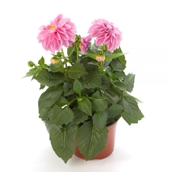 dahlia-dahlietta®-emilyD1272F14-6CB2-5E98-6068-84301F11D577.jpg