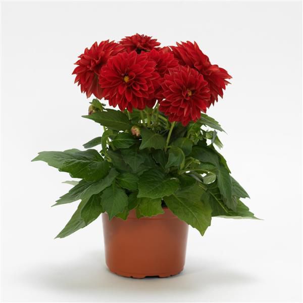 dahlia-dahlietta®-tessyE5A07B17-406E-4950-31C9-7EACD8477203.jpg