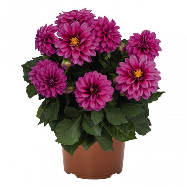 dahlia-novation-lavender-bicolor-p829488A5-CCE4-B338-32CF-B22A12513E40.jpg