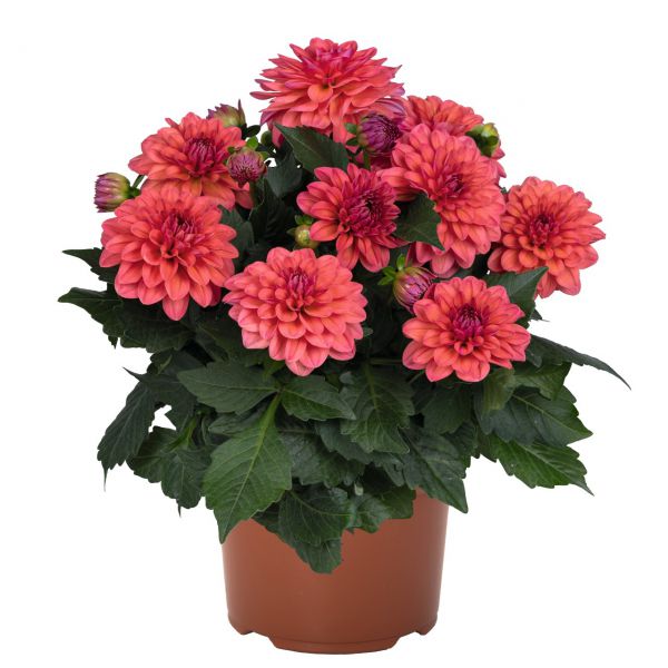 dahlia-novation-salmon-pBE5EA463-81F7-97CD-38E0-4A6406DA5A7B.jpg