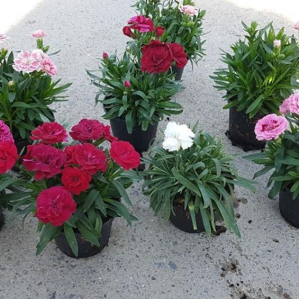 dianthus-colibri-mix3C614776-E870-D595-6E21-538E903BE520.jpg