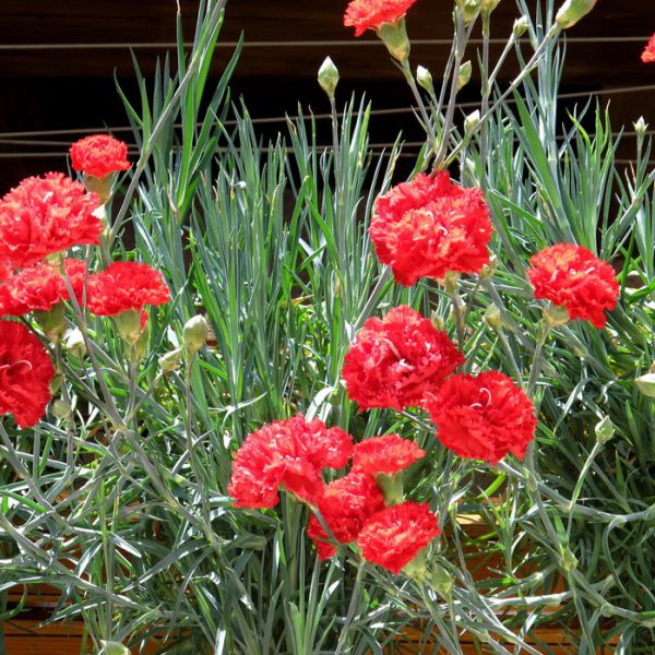 dianthus-gorenjski-nagelj6379C081-D03D-3E4C-F1AC-AB42063FE009.jpg