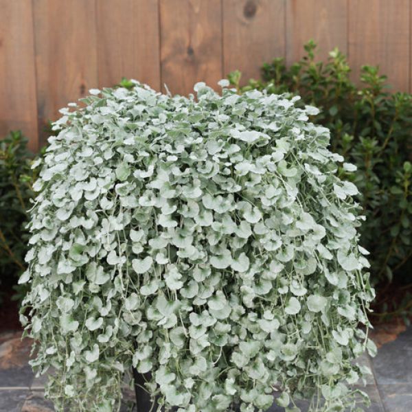 dichondra-argentea-silver-fallsA0220E55-3D1D-29D1-3593-F888B3AFB1A6.jpg