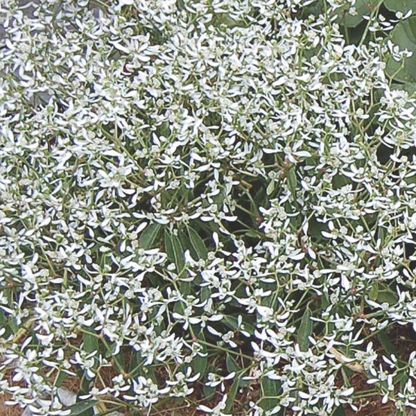 euphorbia-chameasyce-silverfog-white-mleček9F9FB646-39C2-F5D7-AEE7-F19672A57CCB.jpg
