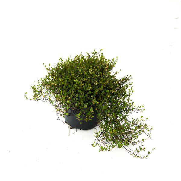 muehlenbeckia-axillarisFA2E28A8-F025-3ECE-5775-4B3FE763AA95.jpg