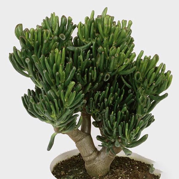 crassula-horn-treeB5D1D501-79BE-7366-1115-C6AA4E80A390.jpg