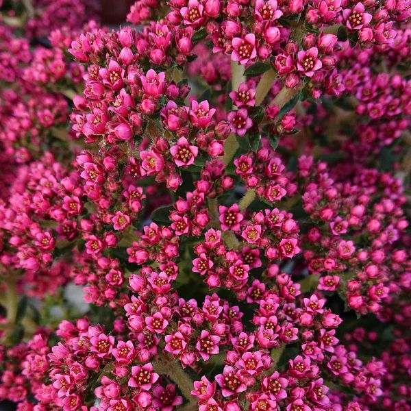 crassula-schmidtii-red85FC2F6D-37CD-139A-DF0D-BE201AE5F2BD.jpg