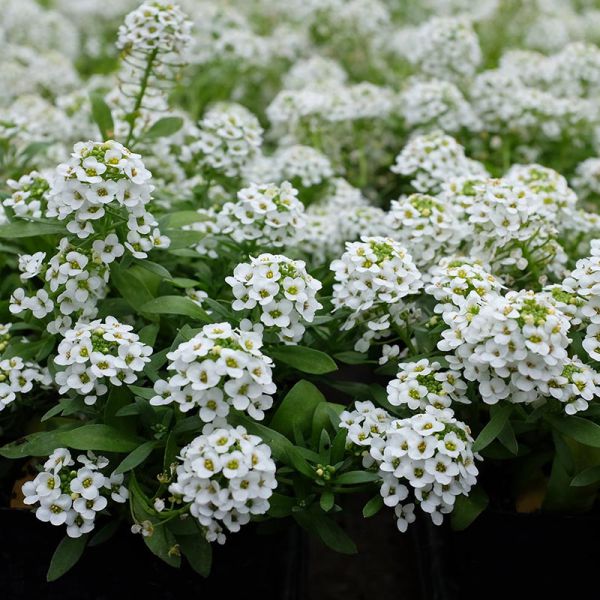 alyssum-easter-bonnet-white541FC347-ABA0-840D-6466-FDF3B813FF1E.jpg