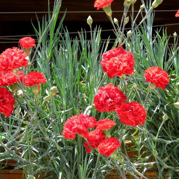 dianthus-gorenjski-nagelj5672F466-7703-9D59-BA0B-D8309B7299CF.jpg